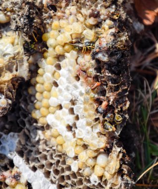 Yok edilmiş eşek arısı yuvası. Petek eşek arısı yuvasının yüzeyine çizilmiş. Larvalar ve eşek arıları yavrusu. Vespula vulgaris