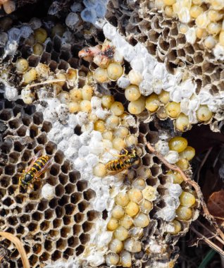 Yok edilmiş eşek arısı yuvası. Petek eşek arısı yuvasının yüzeyine çizilmiş. Larvalar ve eşek arıları yavrusu. Vespula vulgaris