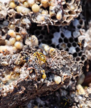 Yok edilmiş eşek arısı yuvası. Petek eşek arısı yuvasının yüzeyine çizilmiş. Larvalar ve eşek arıları yavrusu. Vespula vulgaris
