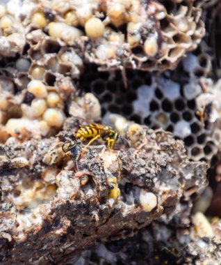 Yok edilmiş eşek arısı yuvası. Petek eşek arısı yuvasının yüzeyine çizilmiş. Larvalar ve eşek arıları yavrusu. Vespula vulgaris