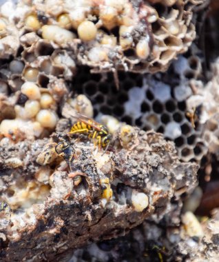 Yok edilmiş eşek arısı yuvası. Petek eşek arısı yuvasının yüzeyine çizilmiş. Larvalar ve eşek arıları yavrusu. Vespula vulgaris