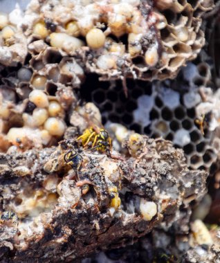 Yok edilmiş eşek arısı yuvası. Petek eşek arısı yuvasının yüzeyine çizilmiş. Larvalar ve eşek arıları yavrusu. Vespula vulgaris