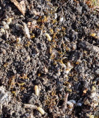 Yok edilmiş eşek arısı yuvası. Petek eşek arısı yuvasının yüzeyine çizilmiş. Larvalar ve eşek arıları yavrusu. Vespula vulgaris