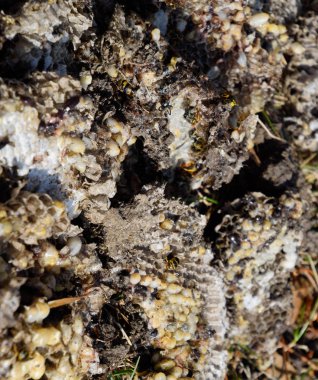 Yok edilmiş eşek arısı yuvası. Petek eşek arısı yuvasının yüzeyine çizilmiş. Larvalar ve eşek arıları yavrusu. Vespula vulgaris