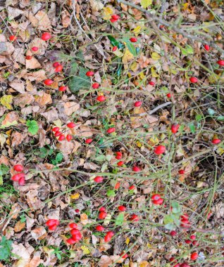 Kalça bush Olgun meyveleri ile. Bir dogrose bir Bush meyveler. Yaban gülü meyvelerini. Dikenli dogrose. Kırmızı gül kalça.