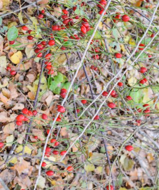 Kalça bush Olgun meyveleri ile. Bir dogrose bir Bush meyveler. Yaban gülü meyvelerini. Dikenli dogrose. Kırmızı gül kalça.