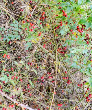Kalça bush Olgun meyveleri ile. Bir dogrose bir Bush meyveler. Yaban gülü meyvelerini. Dikenli dogrose. Kırmızı gül kalça.