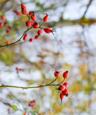 Kırmızı Olgun briar çilek, makro fotoğraf. Kalça bush Olgun meyveleri ile. Bir dogrose bir Bush meyveler. Yaban gülü meyvelerini. Dikenli dogrose. Kırmızı gül kalça.