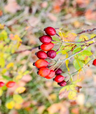 Kırmızı Olgun briar çilek, makro fotoğraf. Kalça bush Olgun meyveleri ile. Bir dogrose bir Bush meyveler. Yaban gülü meyvelerini. Dikenli dogrose. Kırmızı gül kalça.