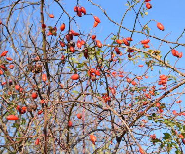 Olgun meyveleri ile kalça çalı. Çalılıkta bir köpek gülünün meyveleri. Fru