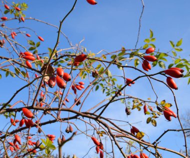 Olgun meyveleri ile kalça çalı. Çalılıkta bir köpek gülünün meyveleri. Fru