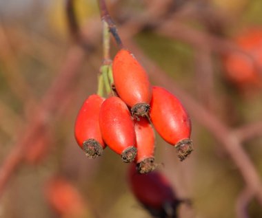 Olgun meyveleri ile kalça çalı. Çalılıkta bir köpek gülünün meyveleri. Fru