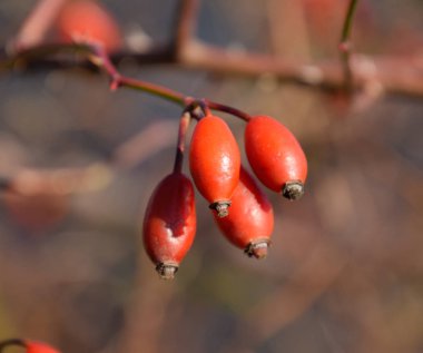 Olgun meyveleri ile kalça çalı. Çalılıkta bir köpek gülünün meyveleri. Fru