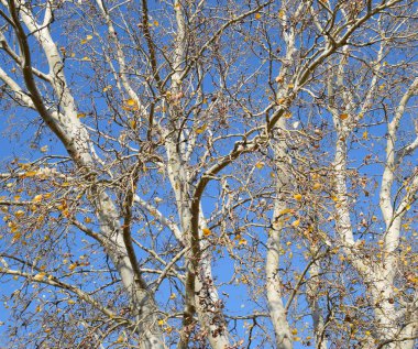 Gümüş bir kavak dallarında arka plan. Sonbahar ağacı.