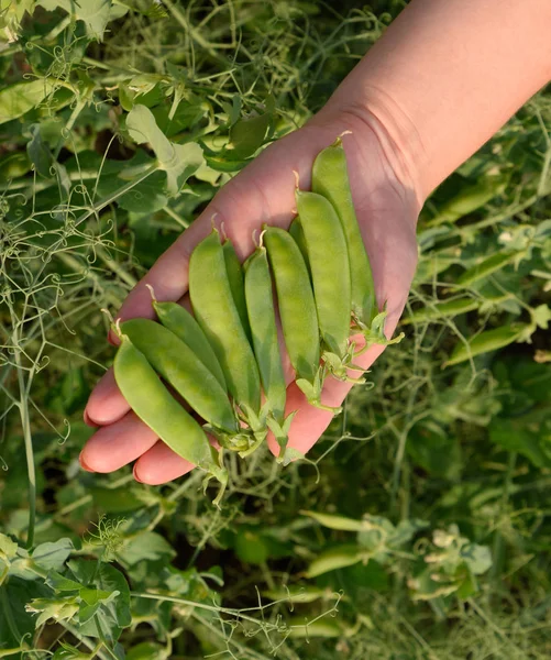 Yeşil bezelye. Pods bezelye. Bezelye alan. — Stok fotoğraf