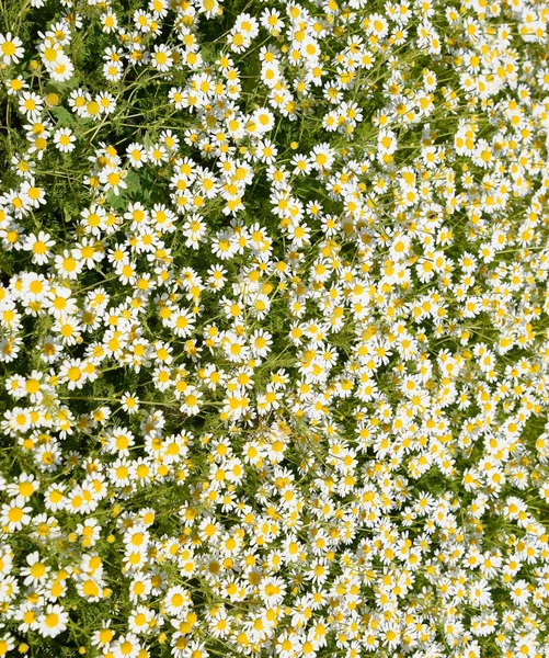 Flores de camomila. Camomila farmacêutica. Camomila de plantas medicinais, floração . — Fotografia de Stock