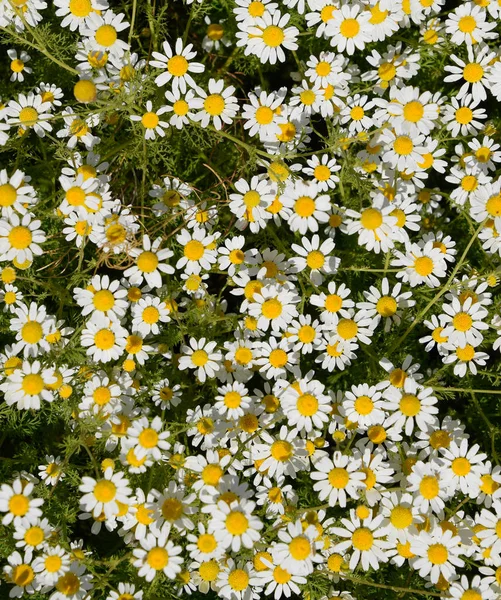 Kamillenblüten. Pharmazeutische Kamille. Heilpflanze Kamille, blühend. — Stockfoto