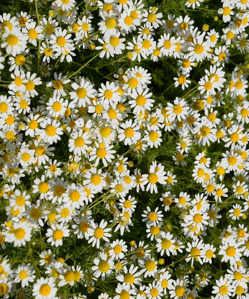 Flores de camomila. Camomila farmacêutica. Camomila de plantas medicinais, floração . — Fotografia de Stock