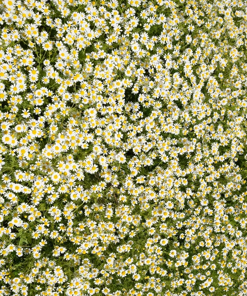 Flores de manzanilla. Manzanilla farmacéutica. Planta medicinal manzanilla, floración . — Foto de Stock