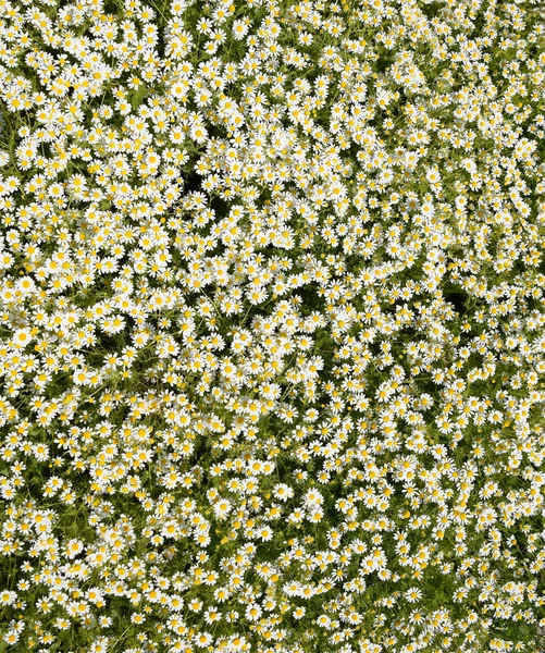 Kamillenblüten. Pharmazeutische Kamille. Heilpflanze Kamille, blühend. — Stockfoto