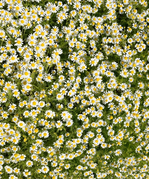 Kamillenblüten. Pharmazeutische Kamille. Heilpflanze Kamille, blühend. — Stockfoto