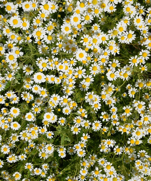 Flores de camomila. Camomila farmacêutica. Camomila de plantas medicinais, floração . — Fotografia de Stock