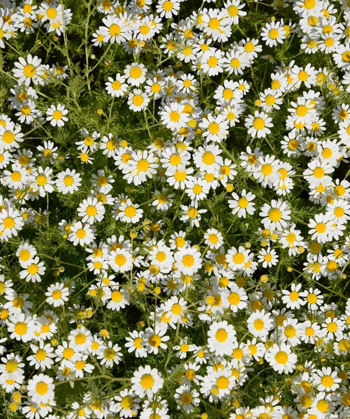 Flores de camomila. Camomila farmacêutica. Camomila de plantas medicinais, floração . — Fotografia de Stock