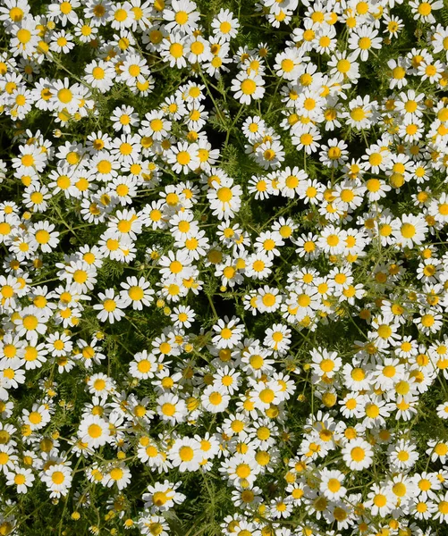 Flores de camomila. Camomila farmacêutica. Camomila de plantas medicinais, floração . — Fotografia de Stock