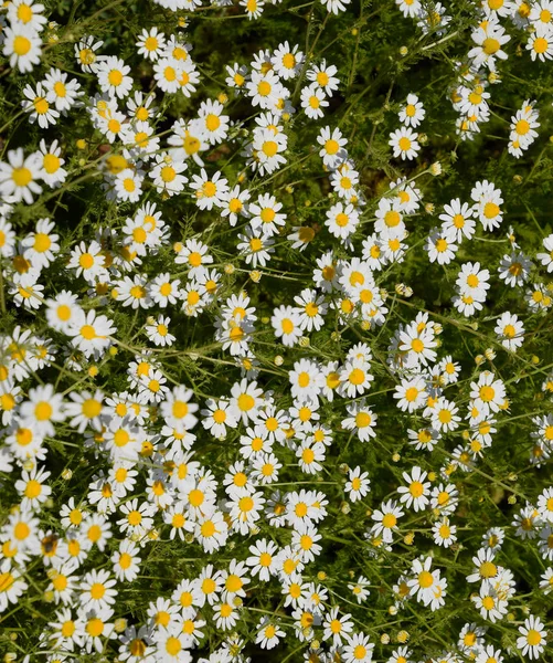 Flores de camomila. Camomila farmacêutica. Camomila de plantas medicinais, floração . — Fotografia de Stock