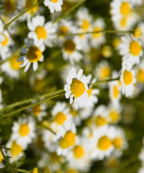 Flores de camomila. Camomila farmacêutica. Camomila de plantas medicinais, floração . — Fotografia de Stock