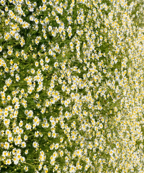 Kamillenblüten. Pharmazeutische Kamille. Heilpflanze Kamille, blühend. — Stockfoto