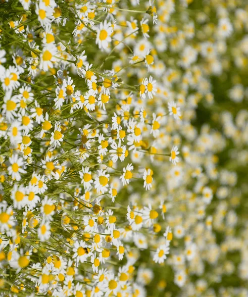 Flores de manzanilla. Manzanilla farmacéutica. Planta medicinal manzanilla, floración . —  Fotos de Stock