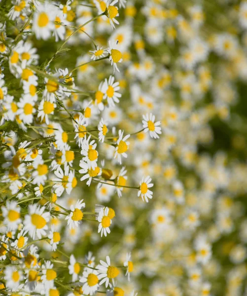 Flores de camomila. Camomila farmacêutica. Camomila de plantas medicinais, floração . — Fotografia de Stock