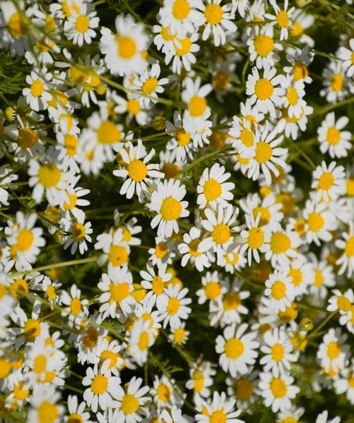 Flores de manzanilla. Manzanilla farmacéutica. Planta medicinal manzanilla, floración . — Foto de Stock