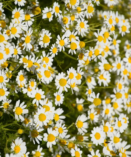 Flores de camomila. Camomila farmacêutica. Camomila de plantas medicinais, floração . — Fotografia de Stock