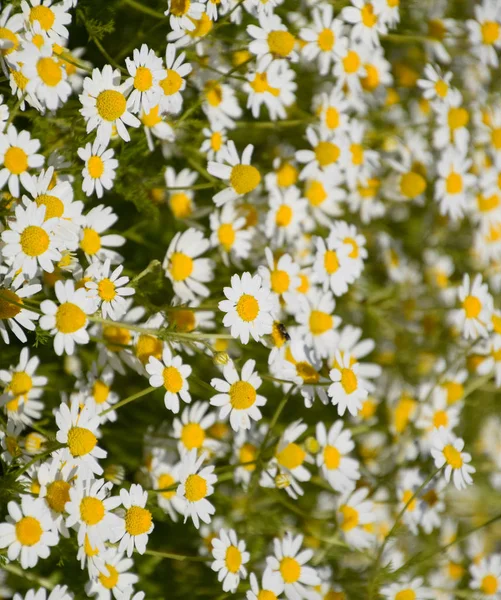 Chamomile flowers. Pharmaceutical camomile. Medicinal plant chamomile, flowering. — Stock Photo, Image