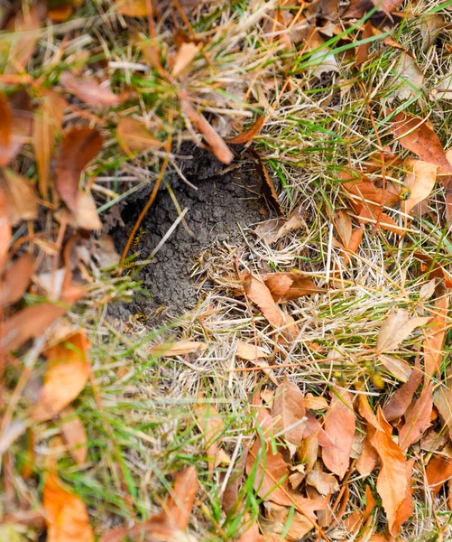 Las avispas vuelan a su nido. Mink con un nido de álamo. Subterráneo —  Fotos de Stock