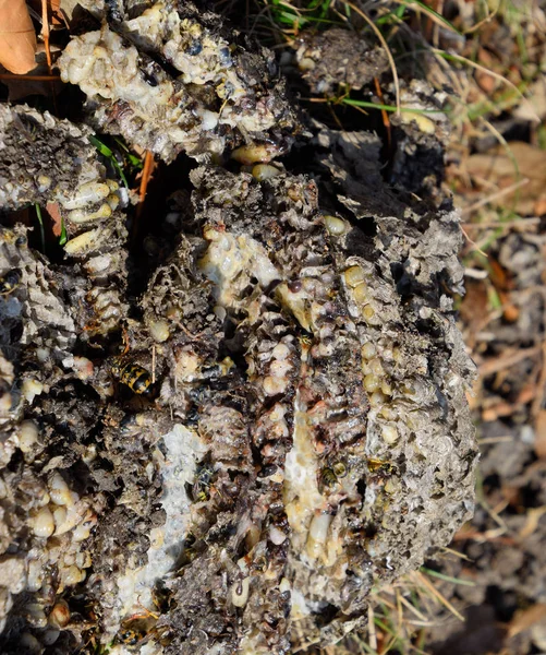 Yok edilmiş eşek arısı yuvası. Bir petek hor yüzeyinde çizilmiş