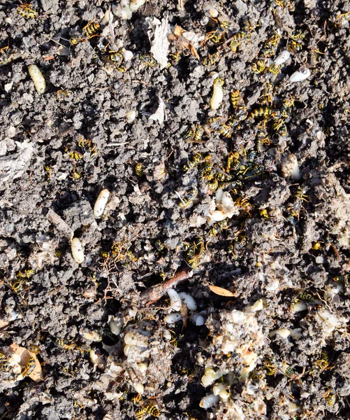 破壊されたスズメバチの巣ハニカムホルの表面に描かれた — ストック写真