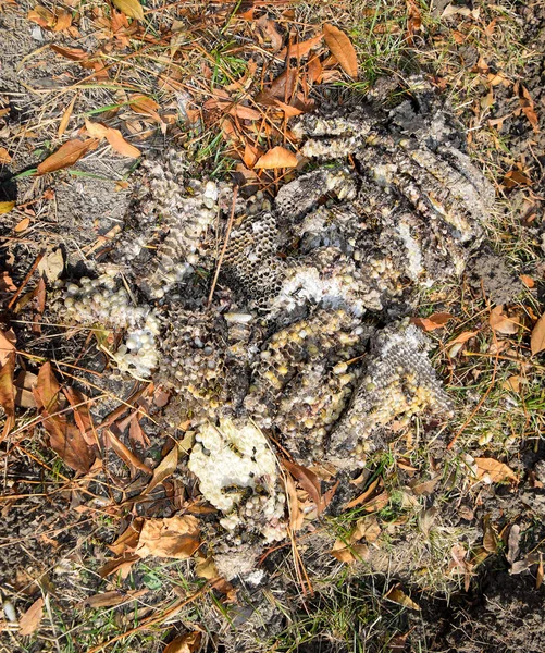 被毁坏的黄蜂巢穴画在蜂巢黄蜂巢的表面。幼虫和黄蜂的小狗。维斯普拉粗俗 — 图库照片