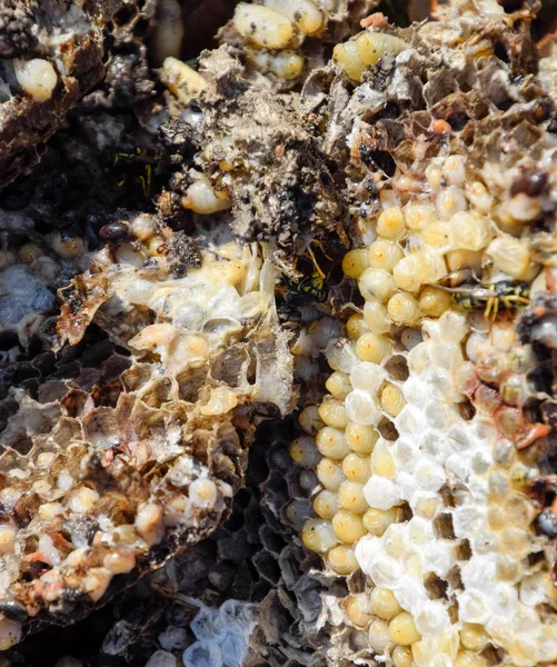 Yok edilmiş eşek arısı yuvası. Petek eşek arısı yuvasının yüzeyine çizilmiş. Larvalar ve eşek arıları yavrusu. Vespula vulgaris