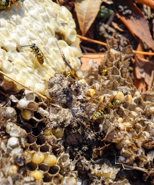 Destroyed hornet's nest. Drawn on the surface of a honeycomb hornet's nest. Larvae and pupae of wasps. Vespula vulgaris — Stock Photo, Image