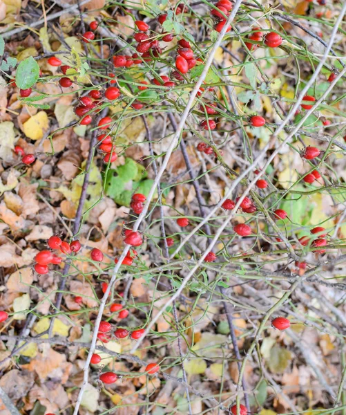 Ισχία Μπους με ώριμα φρούτα του δάσους. Μούρα από ένα τριαντάφυλλο σε ένα θάμνο. Τα φρούτα των άγριων τριαντάφυλλων. Ακανθώδες τριαντάφυλλο. Κόκκινα ροδαλά ισχία. — Φωτογραφία Αρχείου