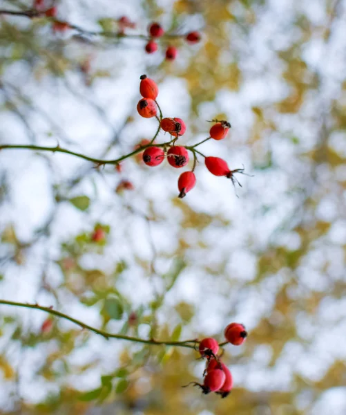 Bayas de cerdas rojas maduras, foto macro. Arbusto de caderas con bayas maduras. Las bayas del escaramujo en el arbusto. Frutos de rosas silvestres. Escoria espinosa. Rosa mosqueta roja . — Foto de Stock