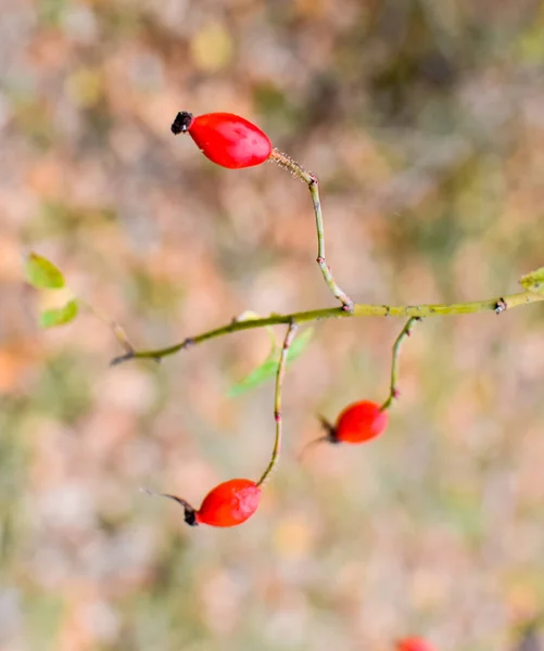 Röd mogen briar bär, makro foto. Höfterna buske med mogna bär. Bär av en dogrose på en buske. Frukter av vildrosor. Taggiga dogrose. Röda nypon. — Stockfoto