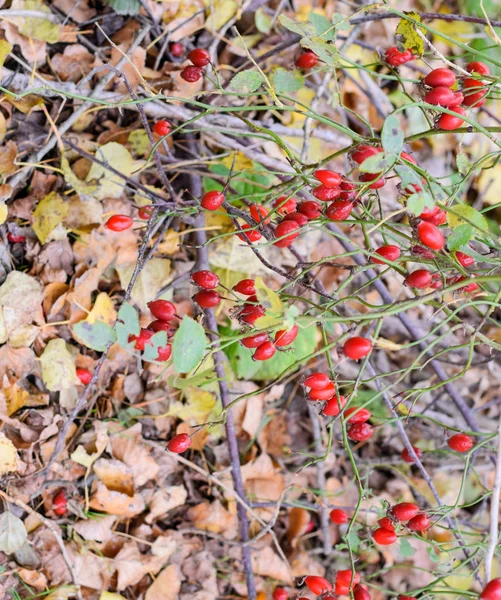 Arbuste de hanches aux baies mûres. Des baies d'une grive sur un buisson. Fruits de roses sauvages. Dosseret épineux. Cuisse de rose rouge . — Photo