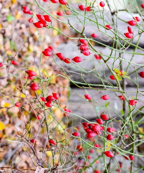 Arbusto de caderas con bayas maduras. Las bayas del escaramujo en el arbusto. Frutos de rosas silvestres. Escoria espinosa. Rosa mosqueta roja . — Foto de Stock