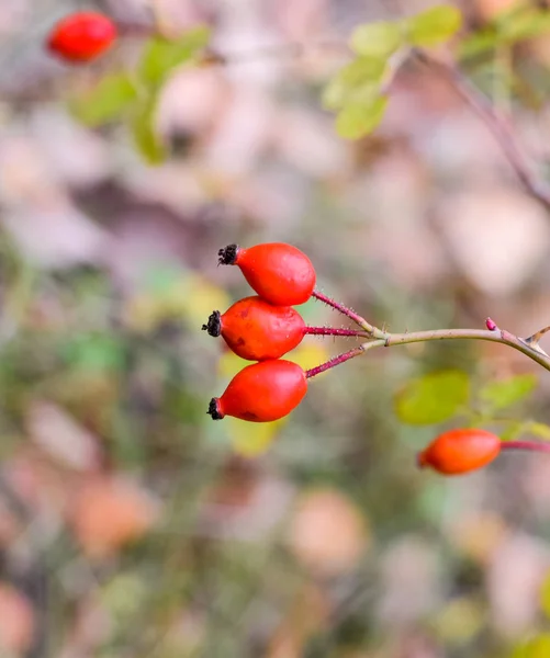 Red ripe briar berries, macro photo. Hips bush with ripe berries. Berries of a dogrose on a bush. Fruits of wild roses. Thorny dogrose. Red rose hips. — Stock Photo, Image