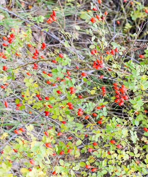 Arbusto de quadris com bagas maduras. Bagas de uma rosa brava em um arbusto. Frutas de rosas selvagens. Espinhosa rosa brava. Rosas vermelhas quadris . — Fotografia de Stock