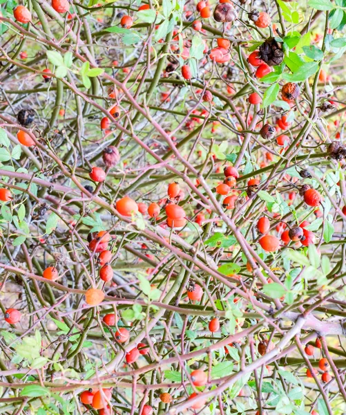 Hips bush with ripe berries. Berries of a dogrose on a bush. Fruits of wild roses. Thorny dogrose. Red rose hips. — Stock Photo, Image